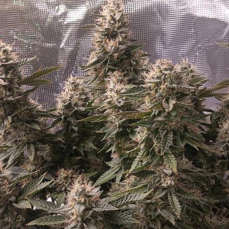 Special Queen 1 Auto & Wedding Cake Auto