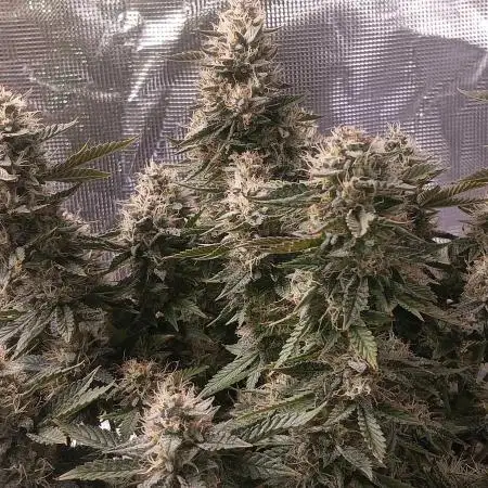 Special Queen 1 Auto & Wedding Cake Auto