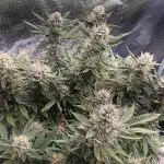 Special Queen 1 Auto & Wedding Cake Auto