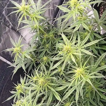 Hempheim Gardens Ill's Bottlecapz Run
