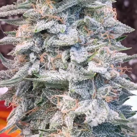 Special Queen 1 Auto & Wedding Cake Auto
