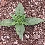 Hempheim Gardens Ill's Bottlecapz Run