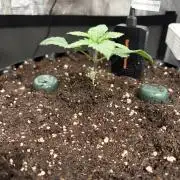 Blueberry