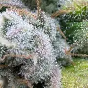 Blueberry Fem. -Dutch Passion
