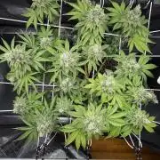 Blueberry Fem. -Dutch Passion