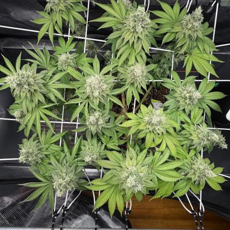 Blueberry Fem. -Dutch Passion