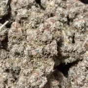 Biscotti Zkittlez - 00Seedbank