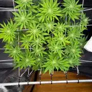 Blueberry Fem. -Dutch Passion