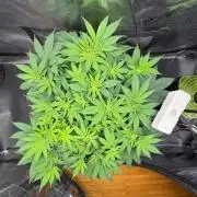 Blueberry Fem. -Dutch Passion