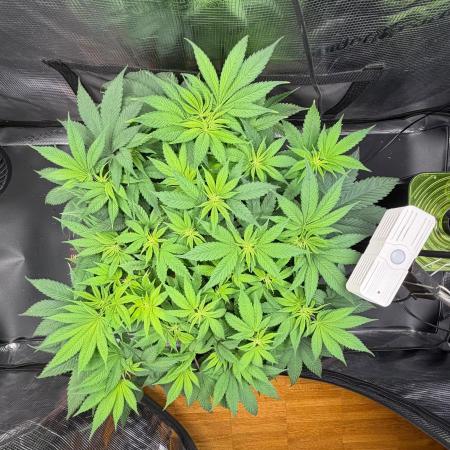 Blueberry Fem. -Dutch Passion