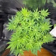 Blueberry Fem. -Dutch Passion