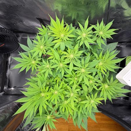Blueberry Fem. -Dutch Passion