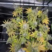 Blueberry Fem. -Dutch Passion