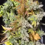 Blueberry Fem. -Dutch Passion