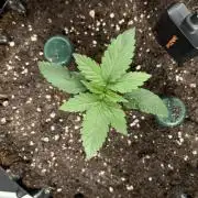 Blueberry