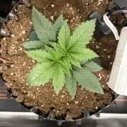 Blueberry Fem. -Dutch Passion