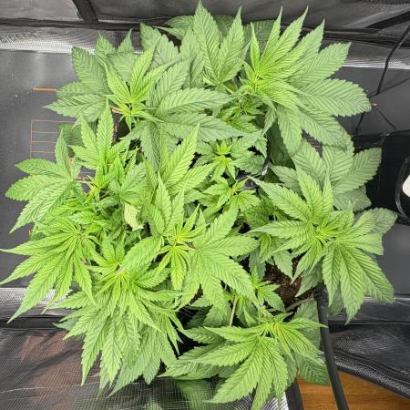 Blueberry Fem. -Dutch Passion