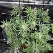 Blueberry Fem. -Dutch Passion