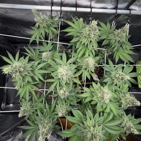 Blueberry Fem. -Dutch Passion