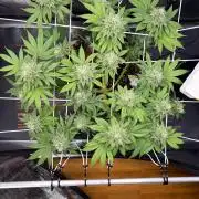 Blueberry Fem. -Dutch Passion