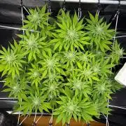 Blueberry Fem. -Dutch Passion