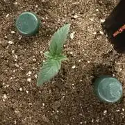 Blueberry