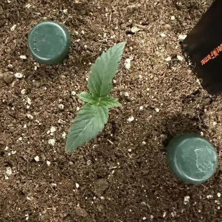 Blueberry