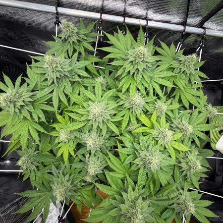 Blueberry Fem. -Dutch Passion