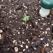 Pistachio - Humboldt Seed Company