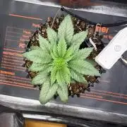 Blueberry Fem. -Dutch Passion