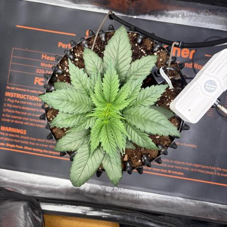 Blueberry Fem. -Dutch Passion