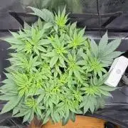 Blueberry Fem. -Dutch Passion