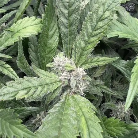 TPB Lemon Cherry Cookies Auto Hydro Grow