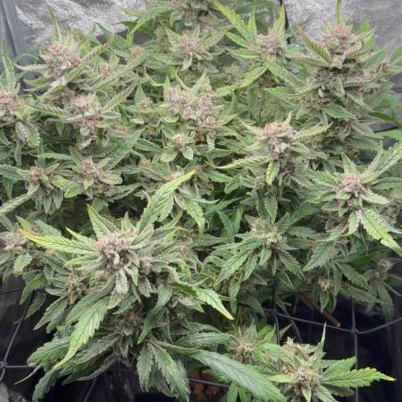TPB Lemon Cherry Cookies Auto Hydro Grow