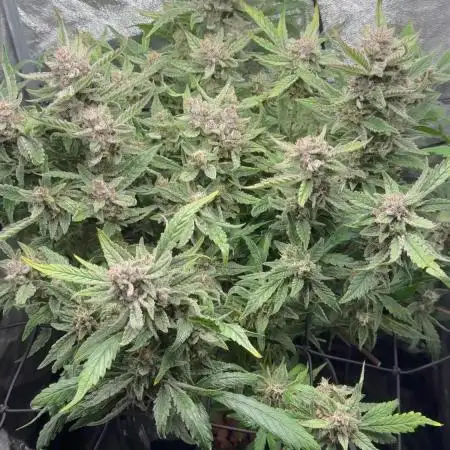 TPB Lemon Cherry Cookies Auto Hydro Grow
