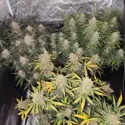 Auto fast Buds 80x80x180