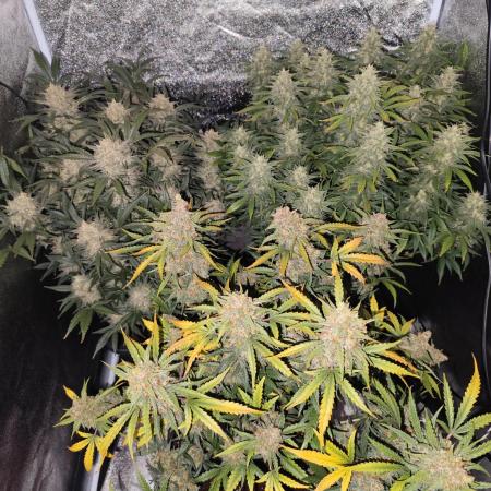Auto fast Buds 80x80x180