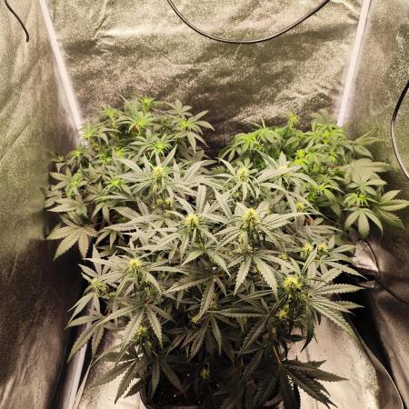 Auto fast Buds 80x80x180