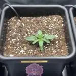 Purple monkey ( Exotic seeds)