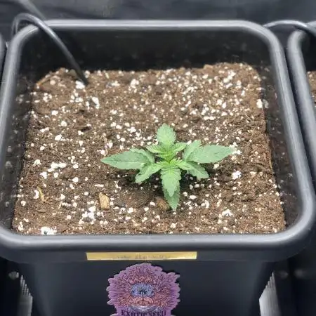 Purple monkey ( Exotic seeds)
