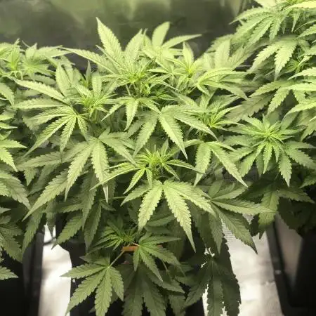 Purple monkey ( Exotic seeds)