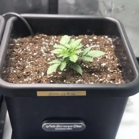 Somango Glue ( Advanced Seeds )