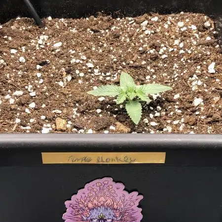 Purple monkey ( Exotic seeds)