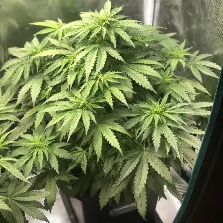 Somango Glue ( Advanced Seeds )