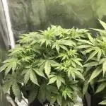 TPB / Super Boof Auto / Fastbuds