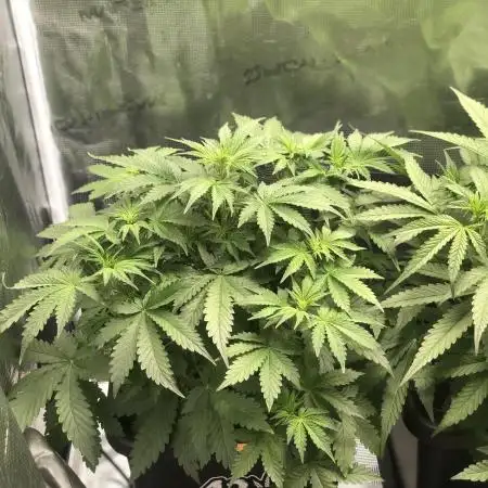 TPB / Super Boof Auto / Fastbuds