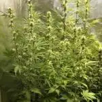 TPB / Super Boof Auto / Fastbuds