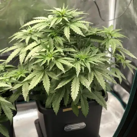Somango Glue ( Advanced Seeds )