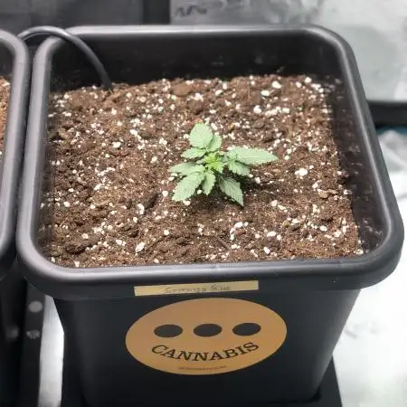 Somango Glue ( Advanced Seeds )