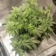 smashernovski poppin!
